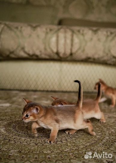Абиссинские котята