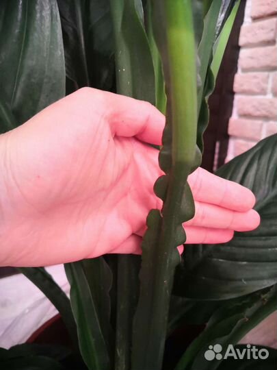 Спатифиллум сенсация (женское счастье) 24/130