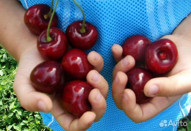 Саженцы черешни Крупноплодная