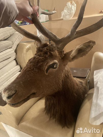 Чучело головы оленя