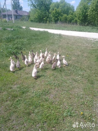 Утки индийский бегунок