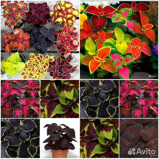 Семена ярких колеусов