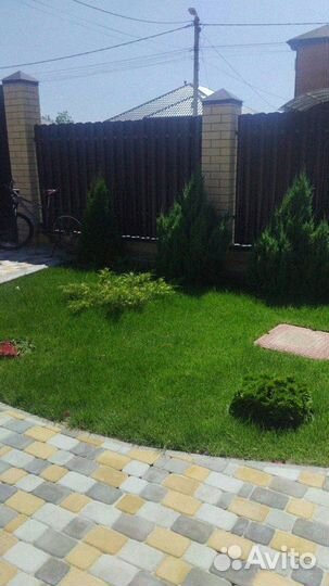 Туи смарагд брабант колумна даника