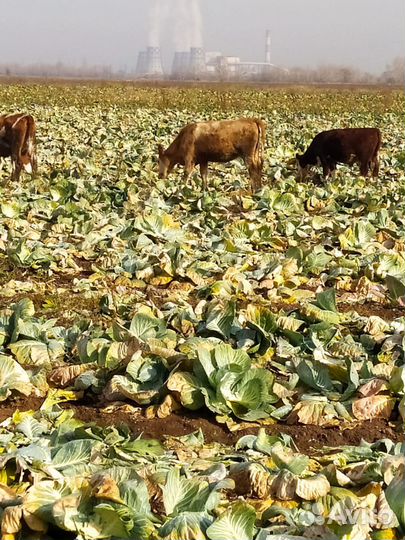 Телки.бычки