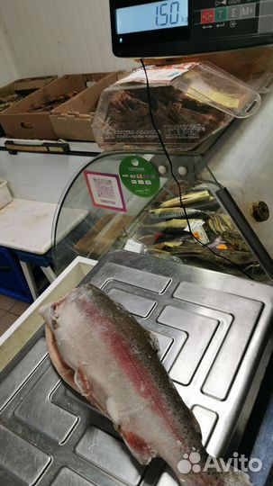 Форель морская