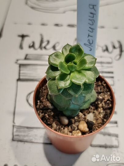 Суккуленты