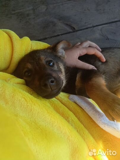 Собаки бесплатно в добрые руки щенки