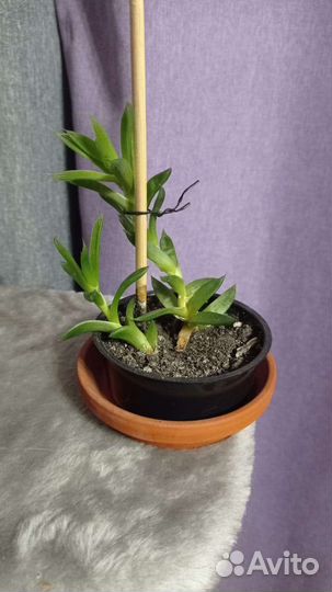 Комнатные растения разные