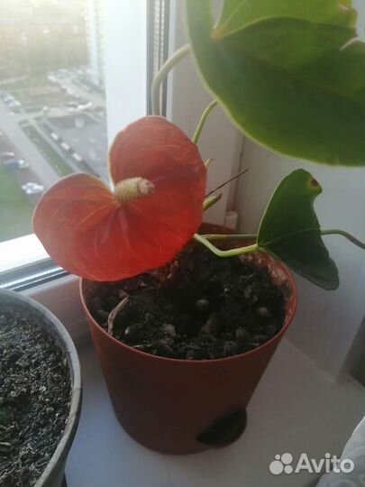 Комнатные цветы антуриум