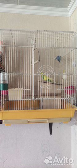 Волнистые попугаи