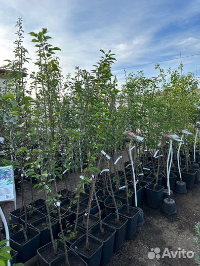 Саженцы яблоня, груша, вишня, черешня, абрикос