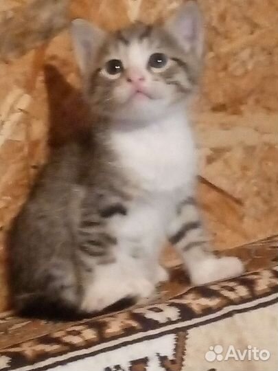 Кошки в добрые руки бесплатно