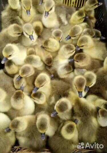 Утята,гусята,индюшата,бройлер