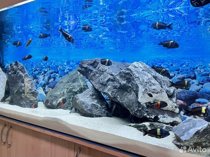 Обслуживание, запуск аквариумов