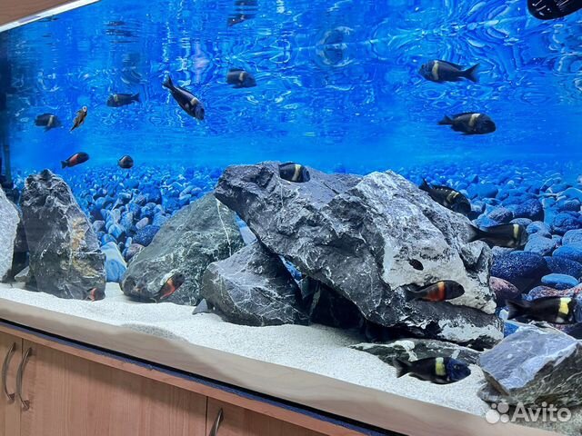 Обслуживание, запуск аквариумов