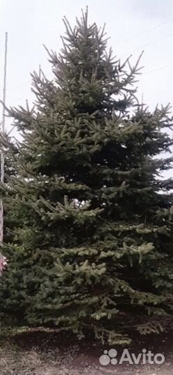 Крупномеры Туи, Ели, Сосны, Пихты