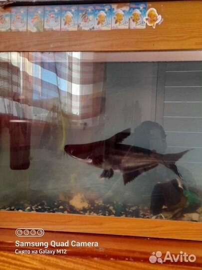 Акулий сом. Пангасиус