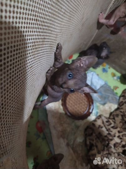 Котята сфинкс