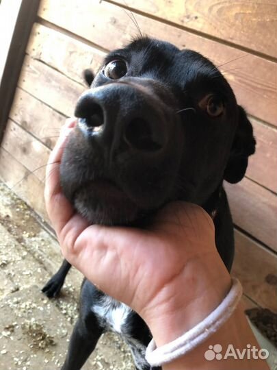 Витас грустит в приюте Некрасовка