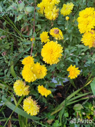 Хризантемы