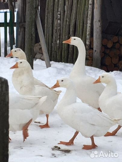 Гуси линда семьями