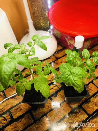 Рассада штамбовый томат Блек бой