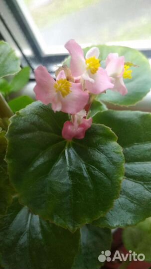 Комнатные цветы