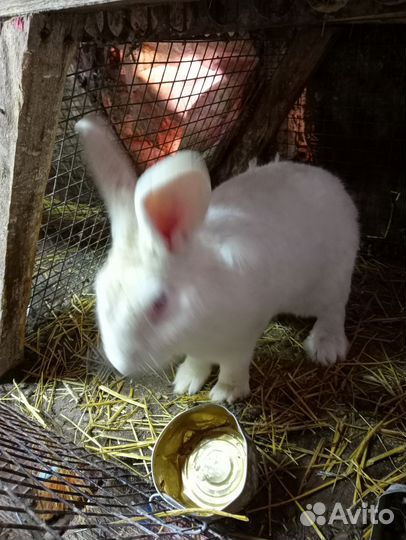 Кролики на племя хиколь