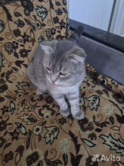 Вислоухая кошечка бесплатно