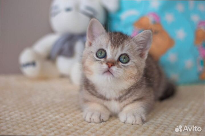 Котик британский ns25