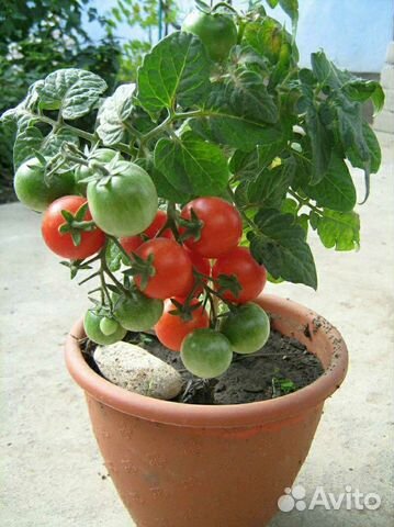 Томат Балконное чудо,Загадка,Пиноккио,Геркулес