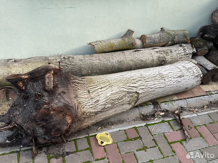 Ствол грецкого ореха