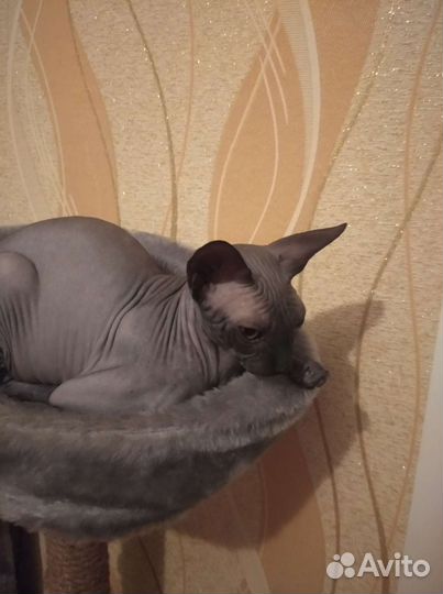 Кот канадский сфинкс для случки