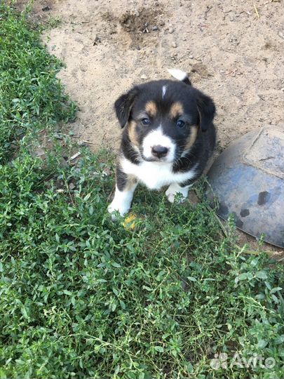 Щенки бесплатно в добрые руки