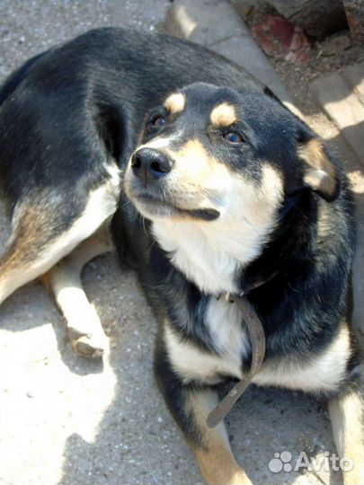 Маврентий в добрые руки