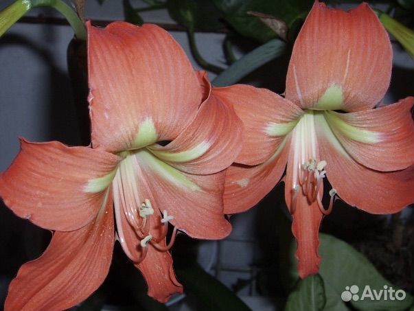 Луковицы гиппеаструм