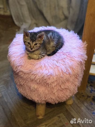 Умные котята в добрые руки