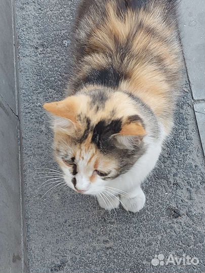 Кошка