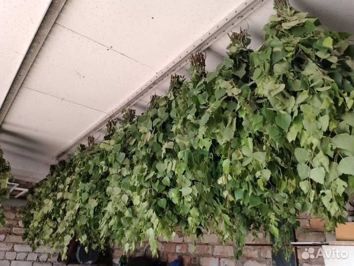 Березовые веники