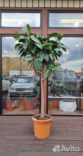 Фикус робуста штамб 180см