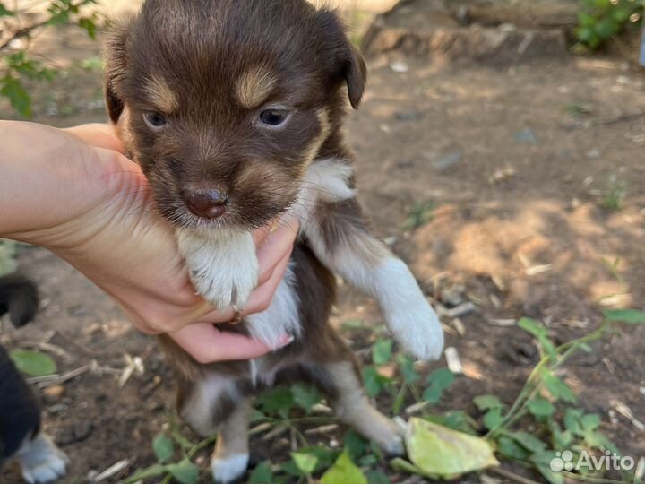 Щенки