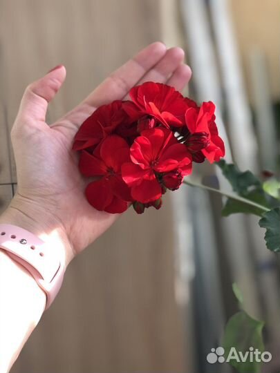 Пеларгония герань сортовая