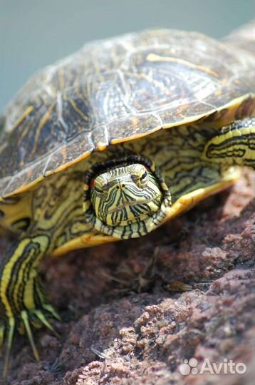 Черепаха