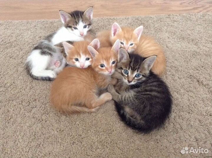 Котята в добрые руки