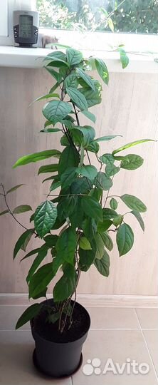 Клеродендрум томпсон