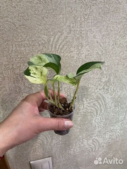 Сциндапсус хеппи лиф