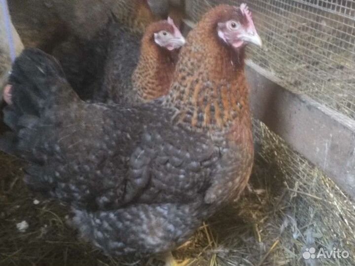 Семья индоуток