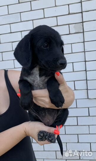 Щенки лабрадора