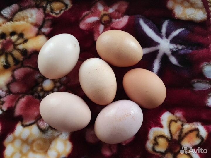 Яйцо домашнее