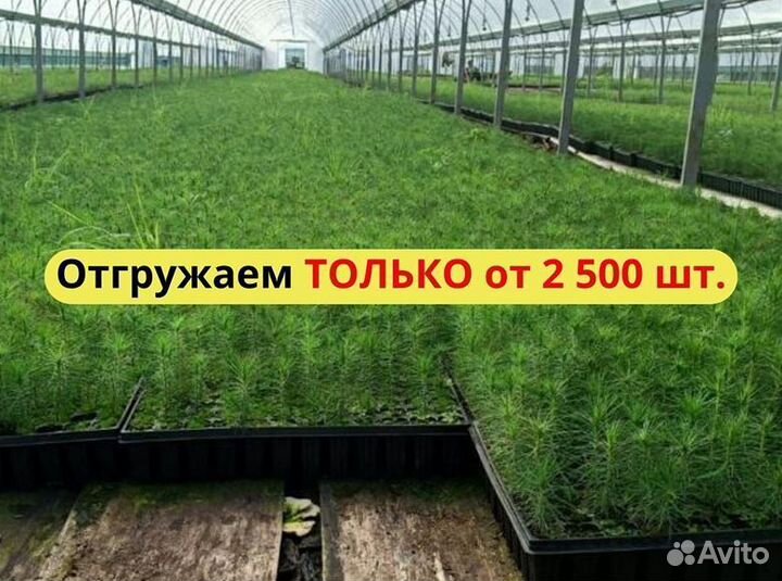 Саженцы ели европейской зкс от производителя